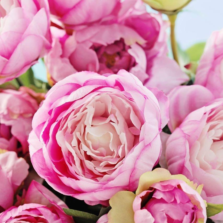 peony-pink-flowers-blooming