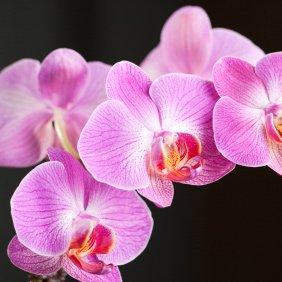 Phalenopsis-orchid