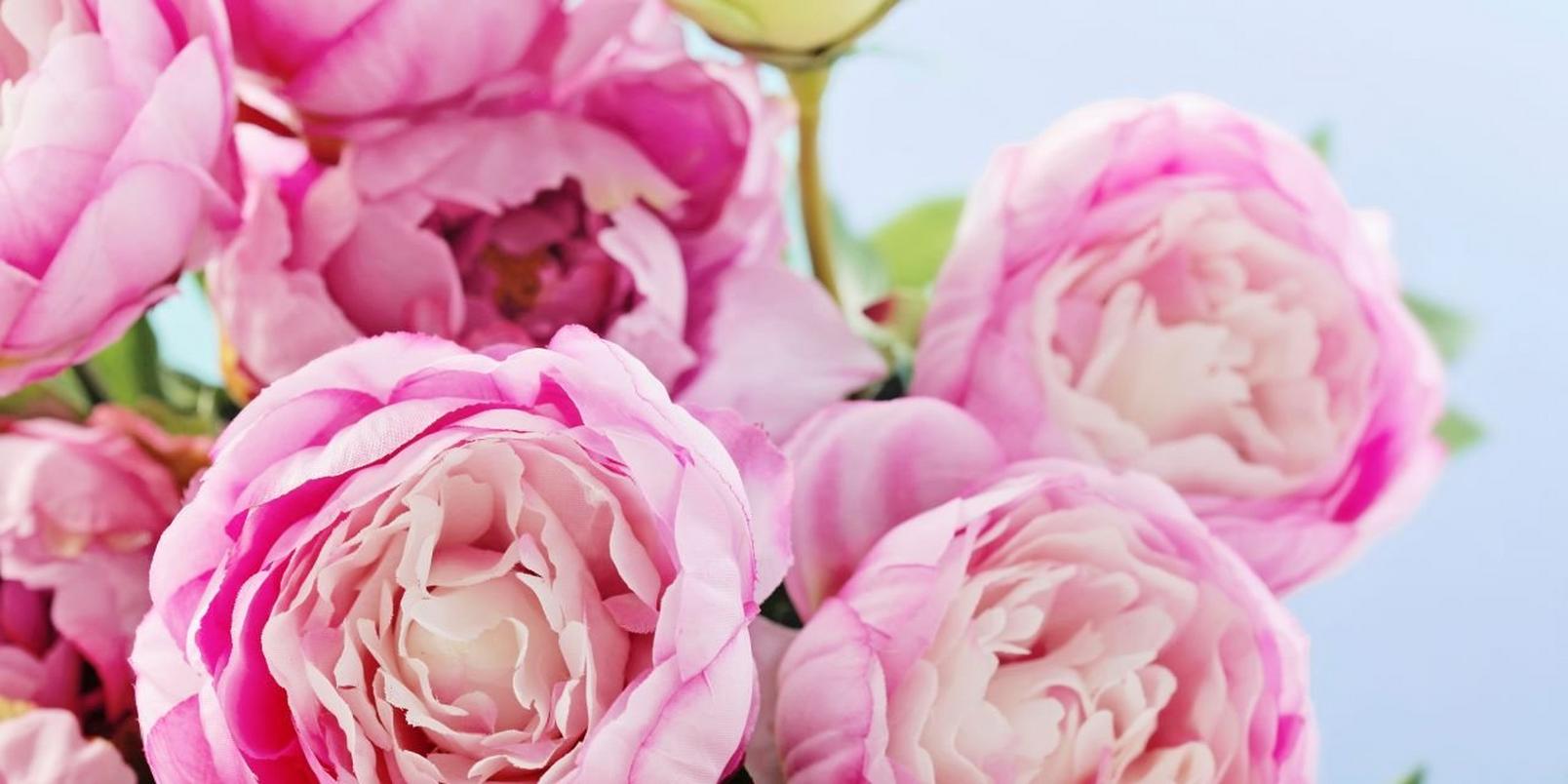 Pink Peonies