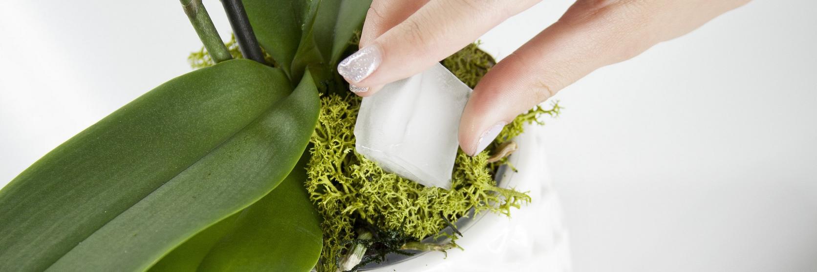 plant-pot-care-water