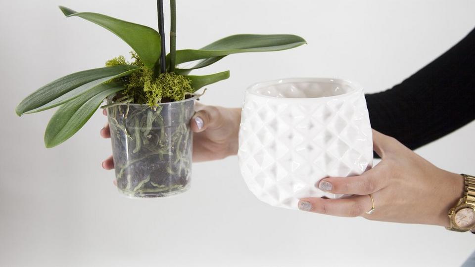 plant-pot-repotting