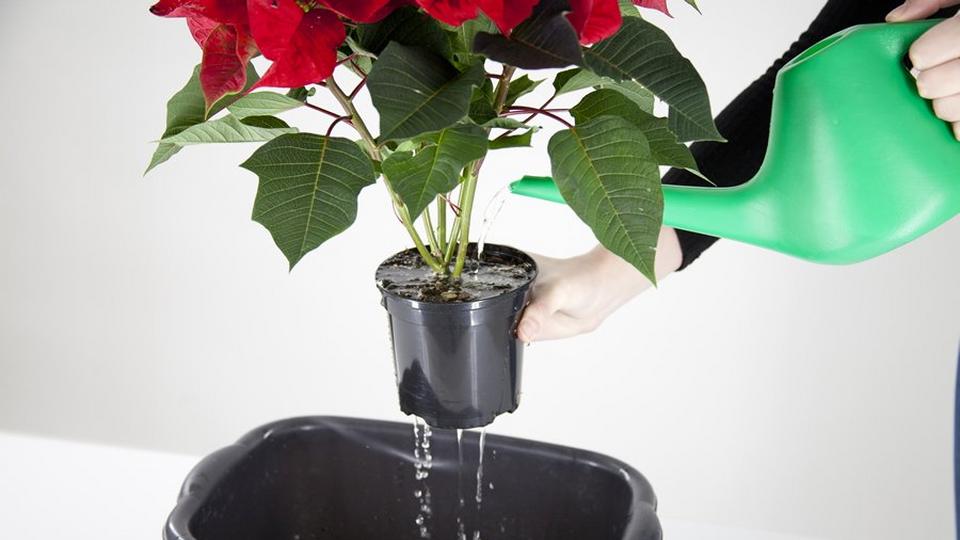 poinsettia-after-care-red-plant