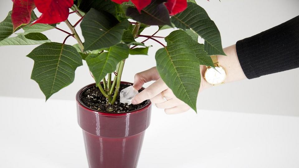 poinsettia-after-care-red-plants