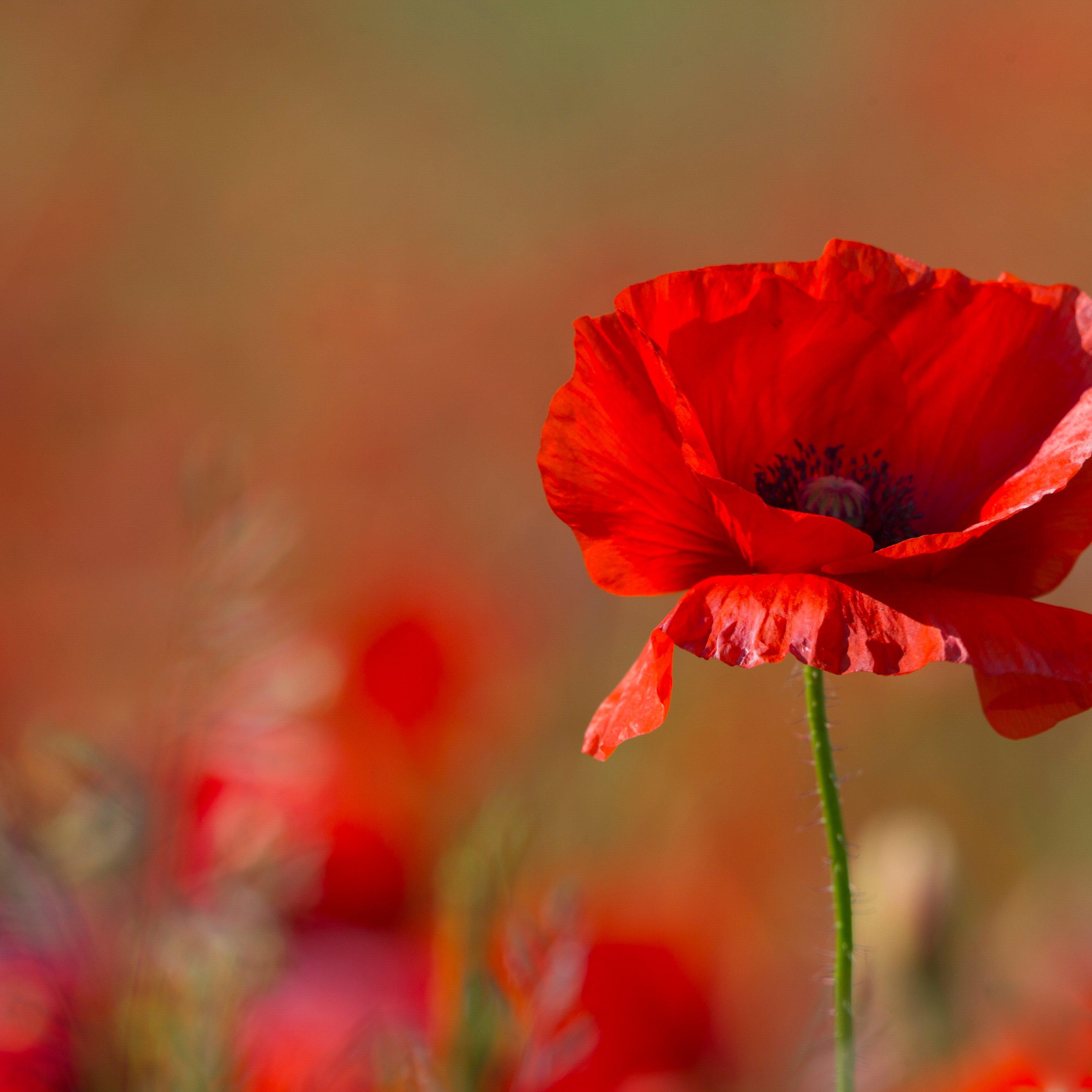 poppy-corn-red-flower