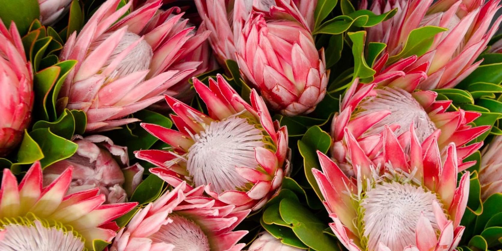 Protea