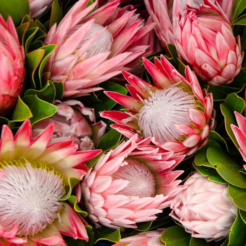 Protea