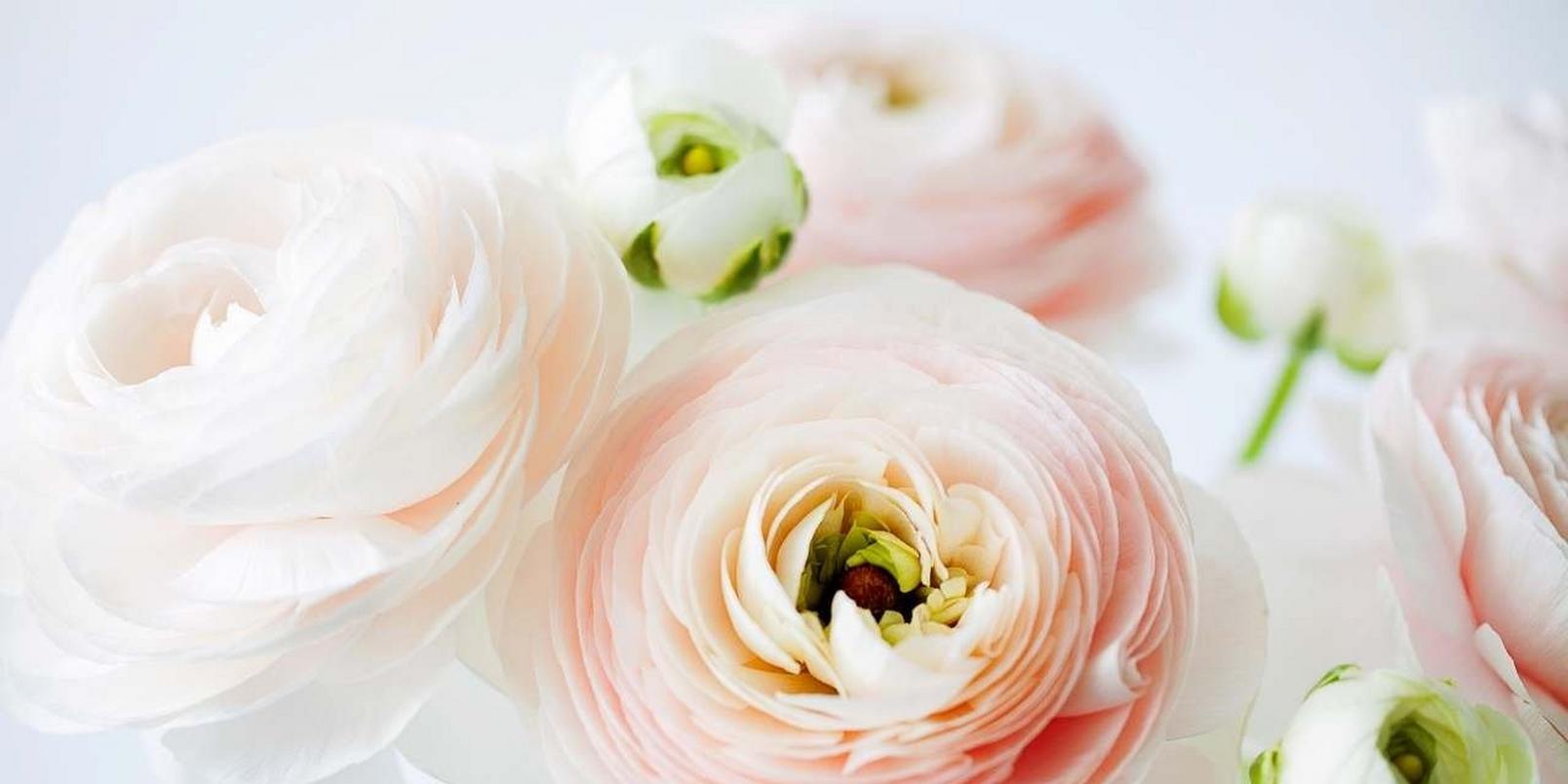 ranunculus-peach-white-flowers