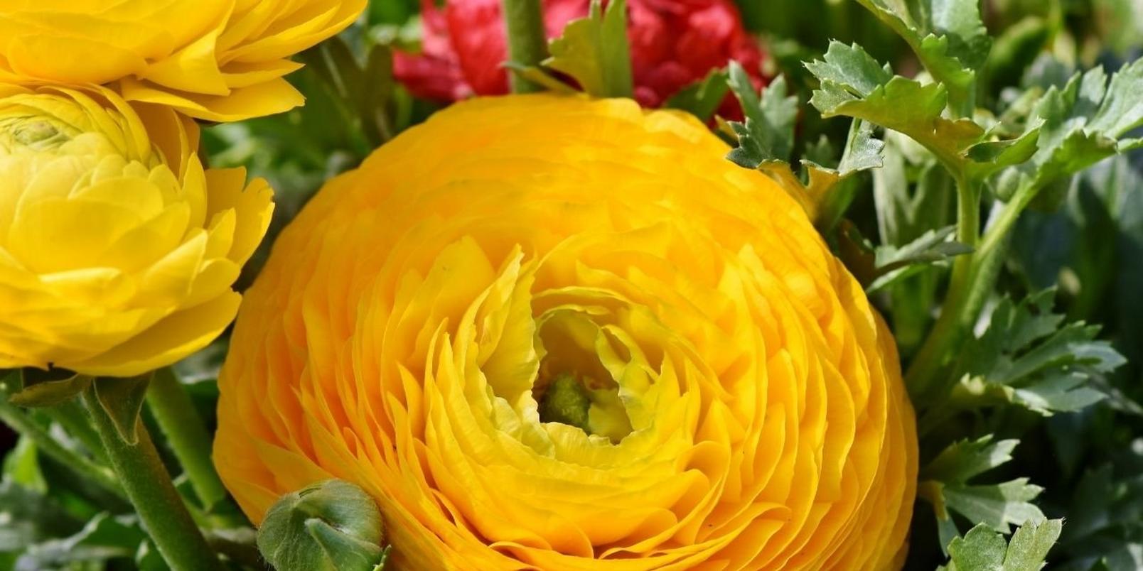 Ranunculus-yellow-flowers