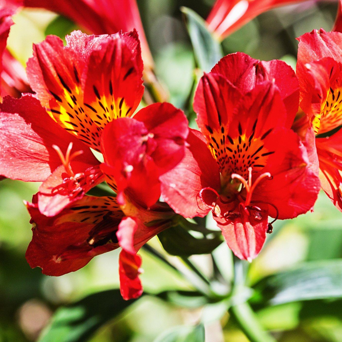 red-Alstroemeria