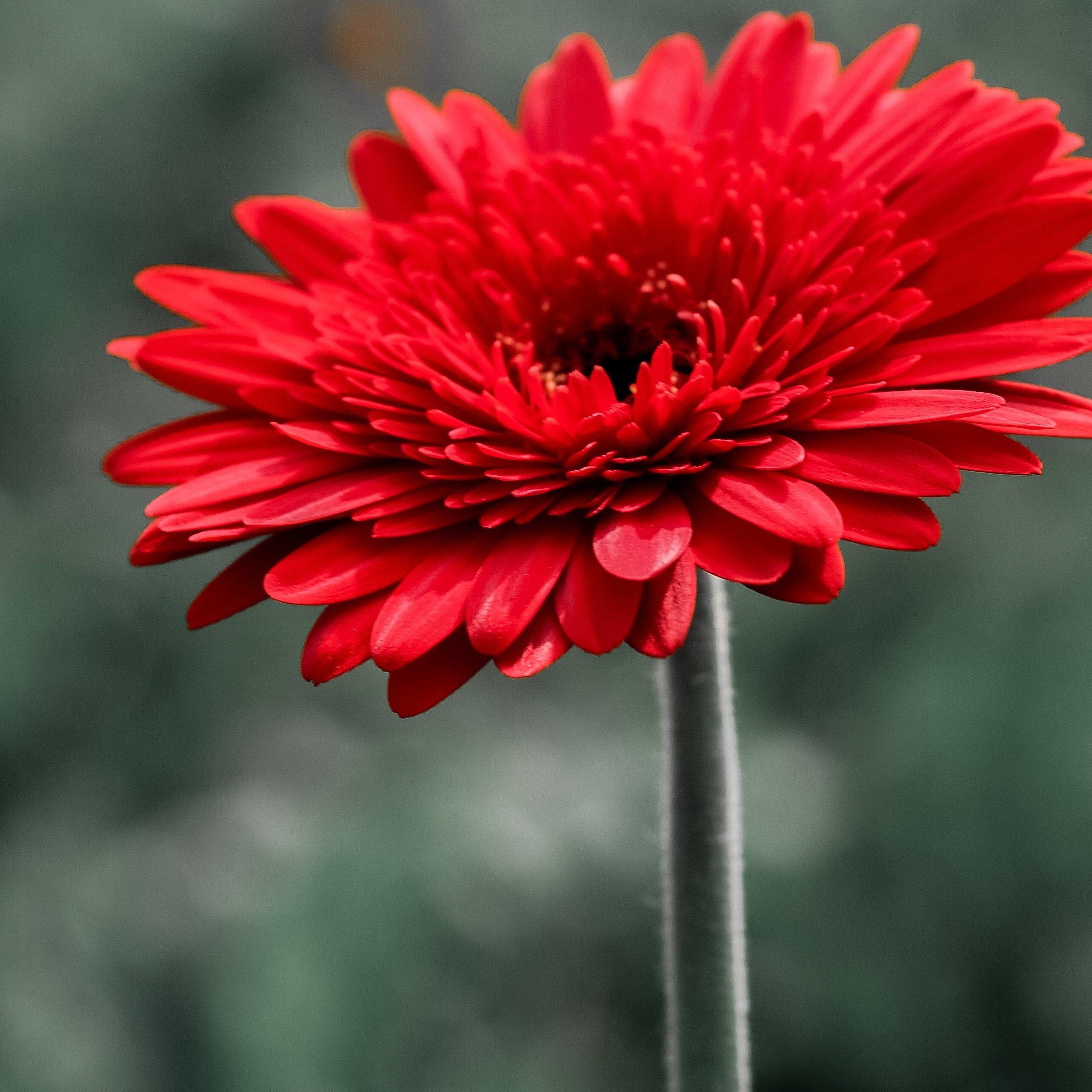 red-full-crested-gerbera