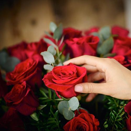 red_rose_content_imagery (57)