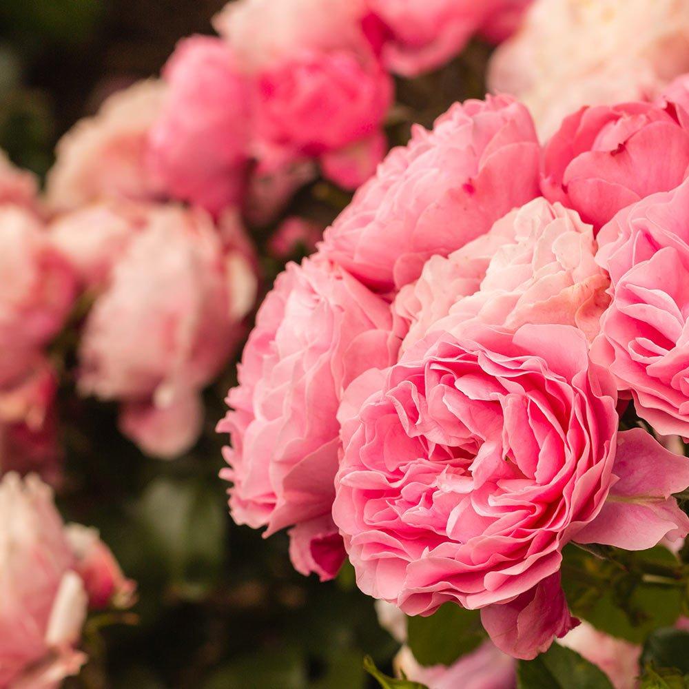 roses-pink-exotic-flowers