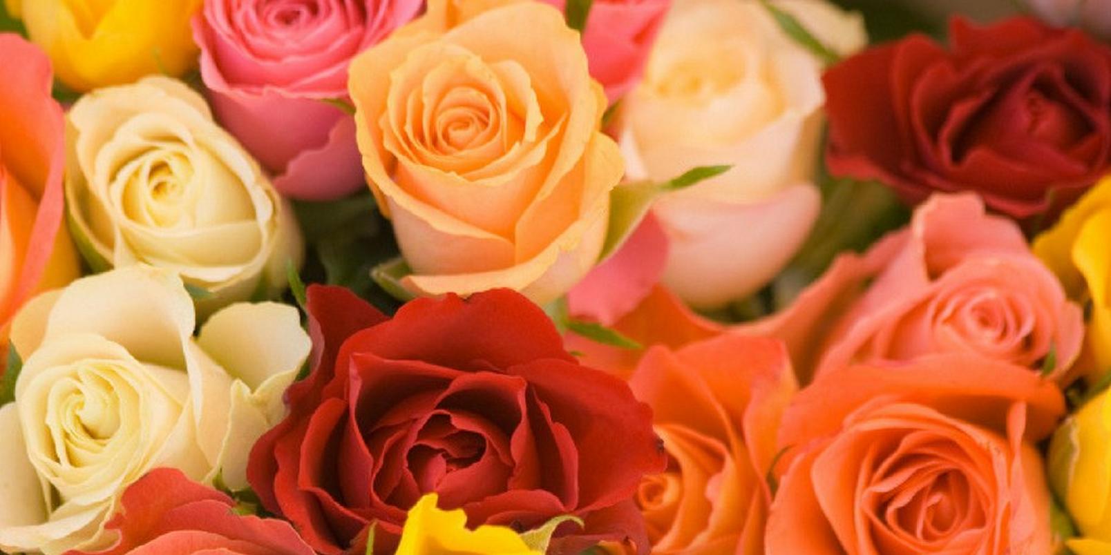 roses-pink-orange-red-yellow-flowers