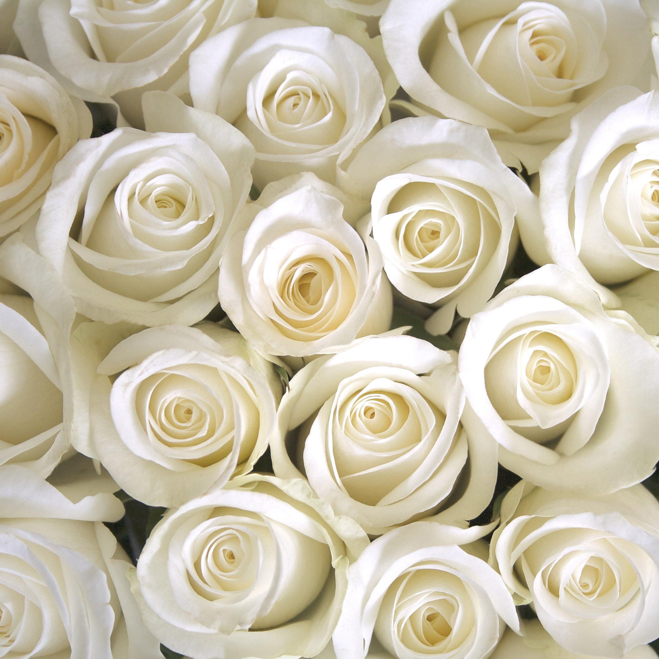 roses-white-flowers