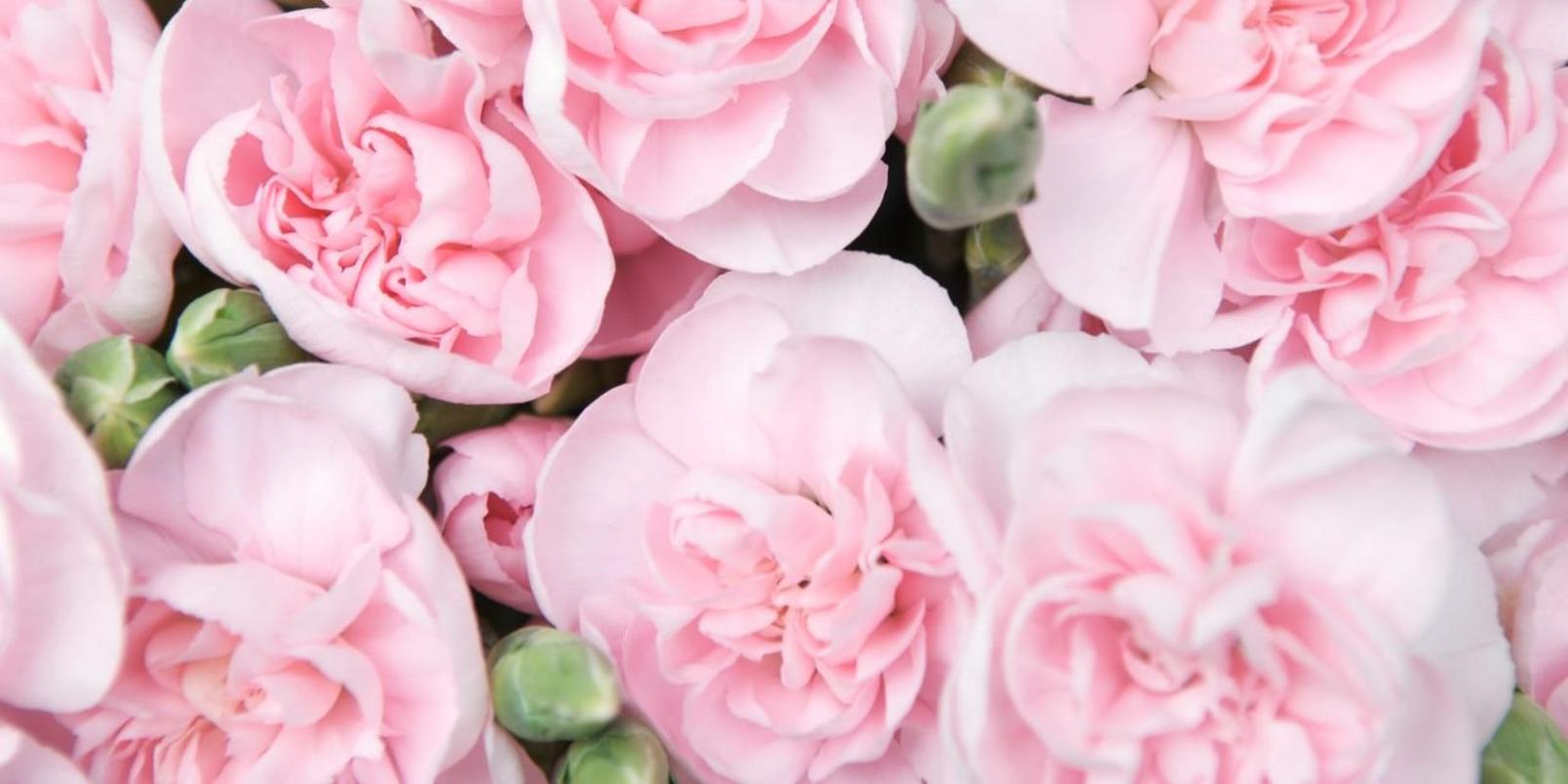 spray-carnations-pink-flowers