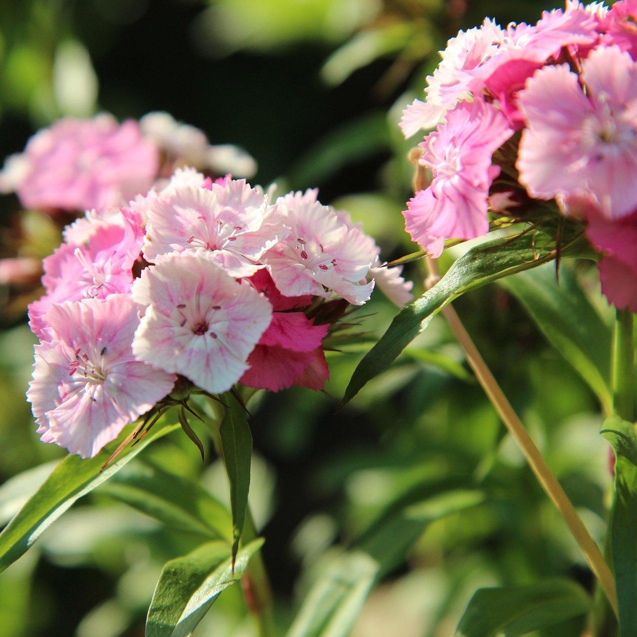 sweet-william-giant-imperial