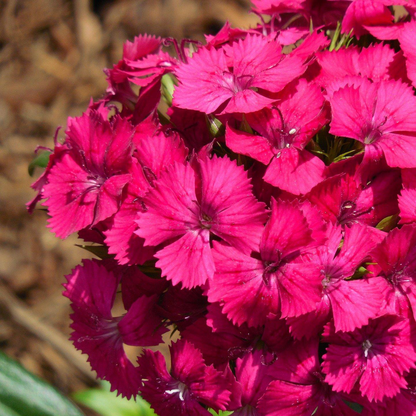 sweet-william-pinnochio