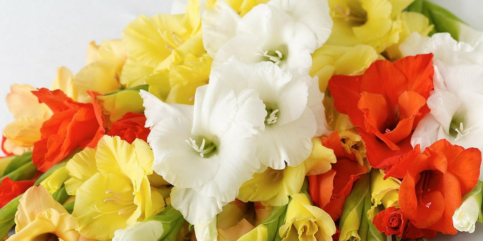 top-hay-fever-friendly-flowers-5