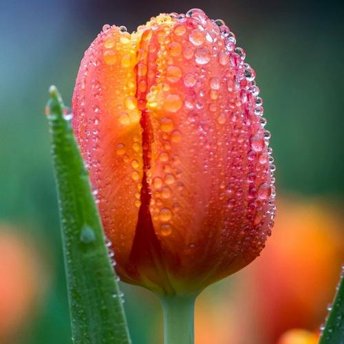 tulip-cup-shape-orange-flowers