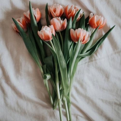 tulip-double-pink-flowers