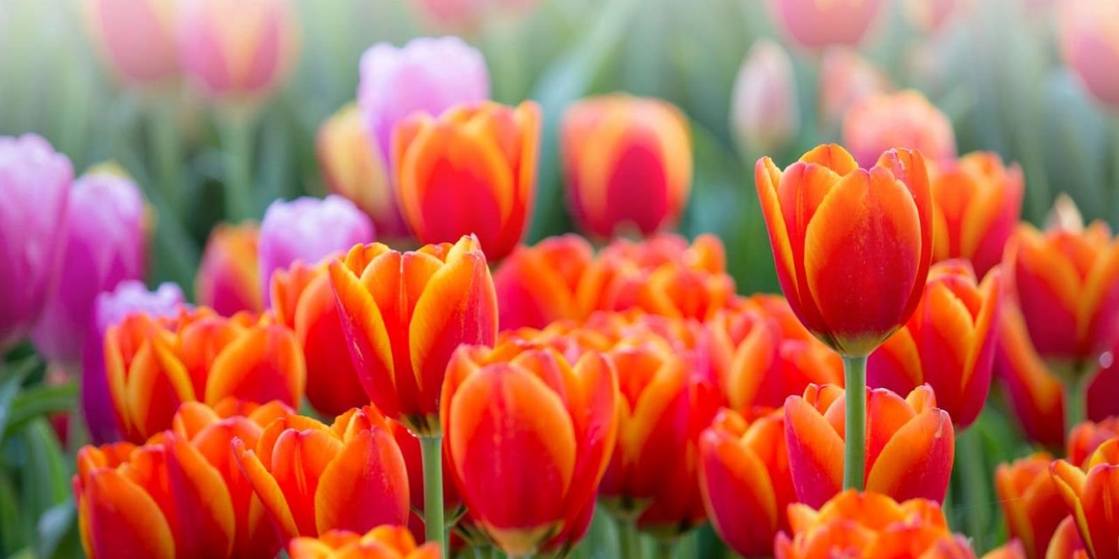 tulips-orange-field