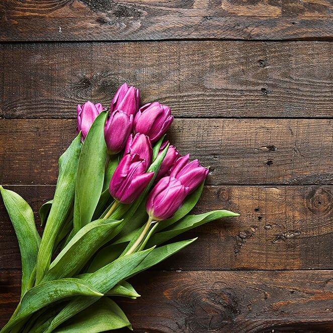 tulips-purple-flowers