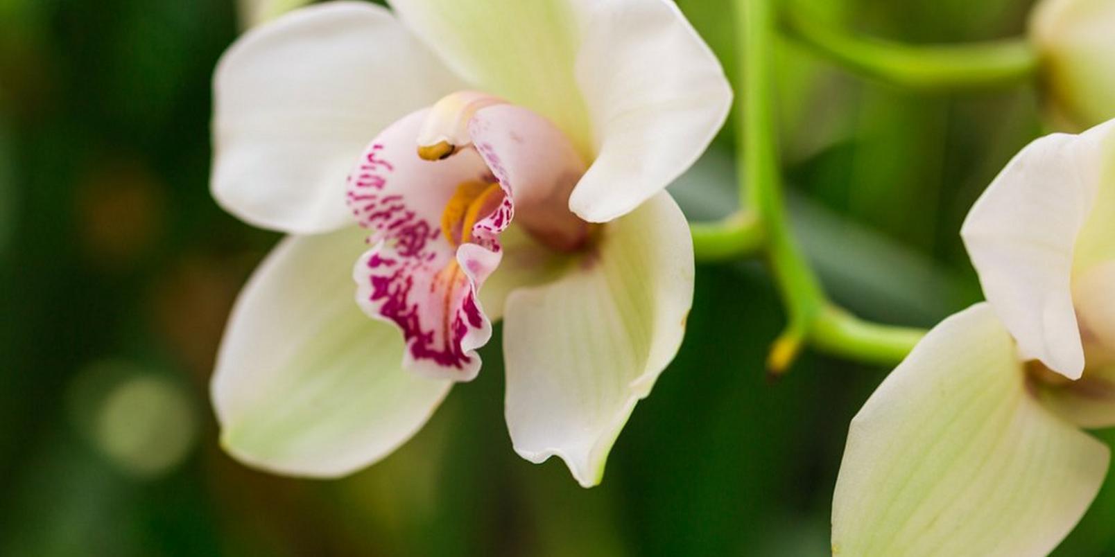 Untitled-design-1(Orchid)