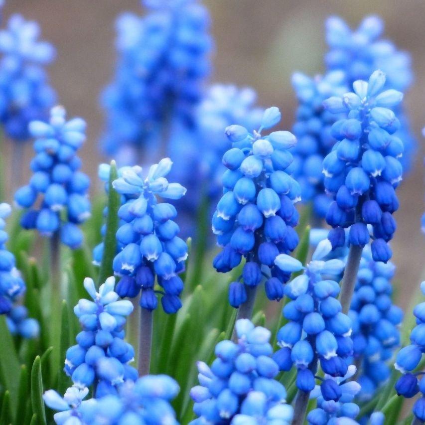 Untitled-design-45-Hyacinth