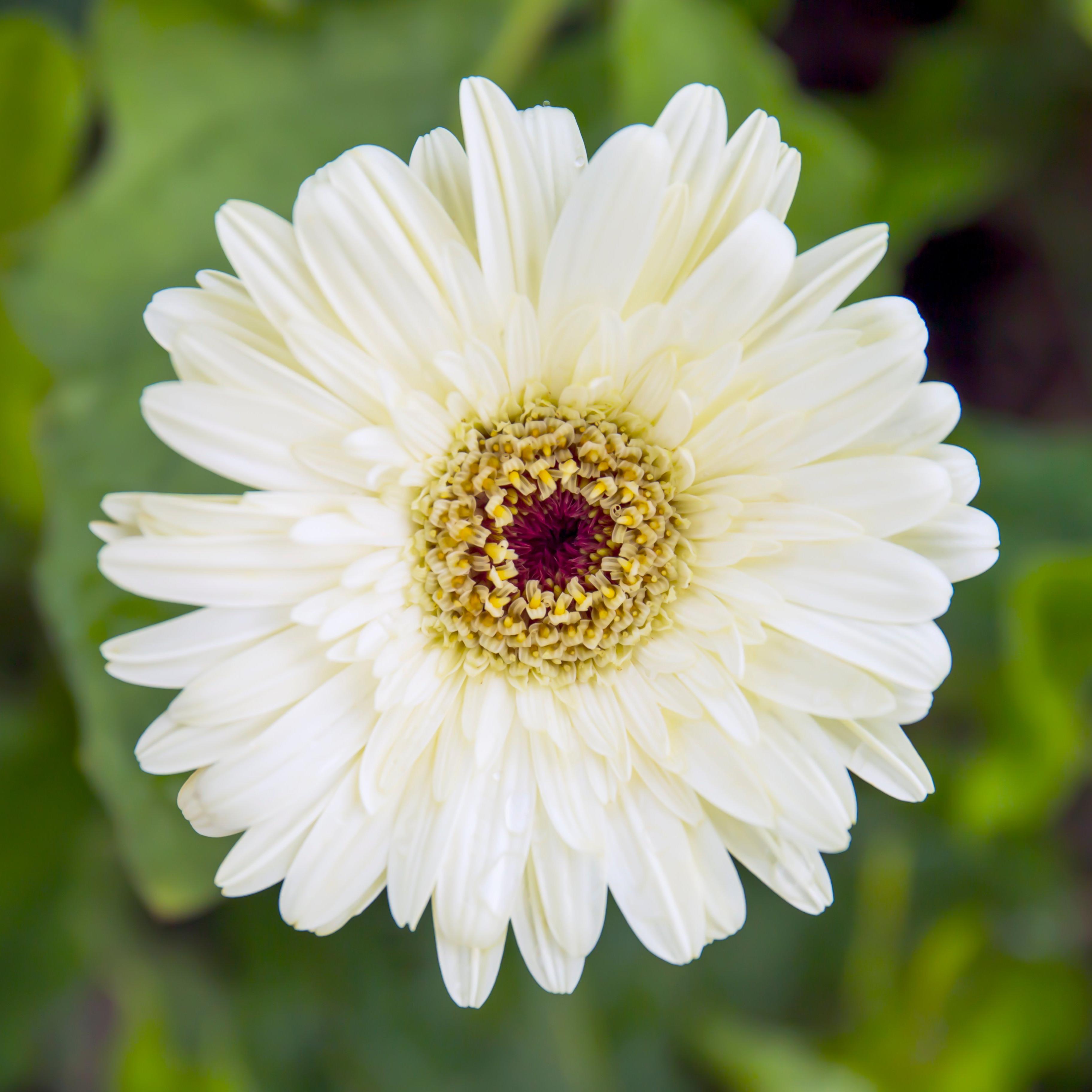 white-gerbera