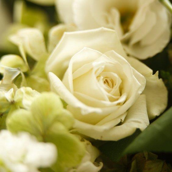white-rose-focal