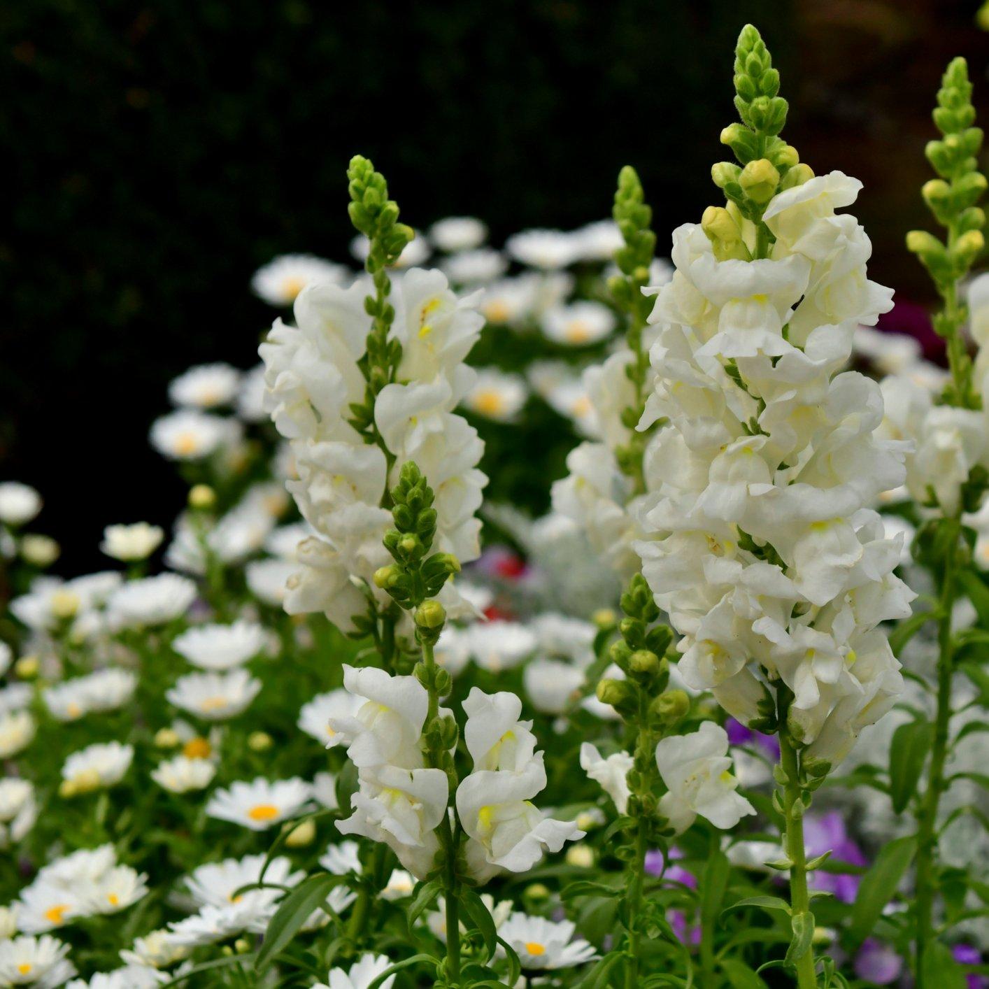 white-snapdragons