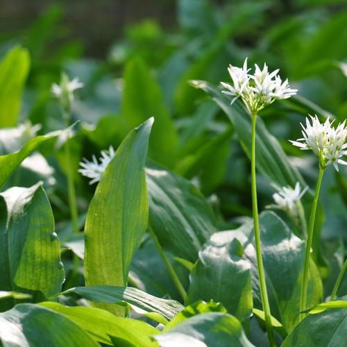 wild-garlic-white-flowers