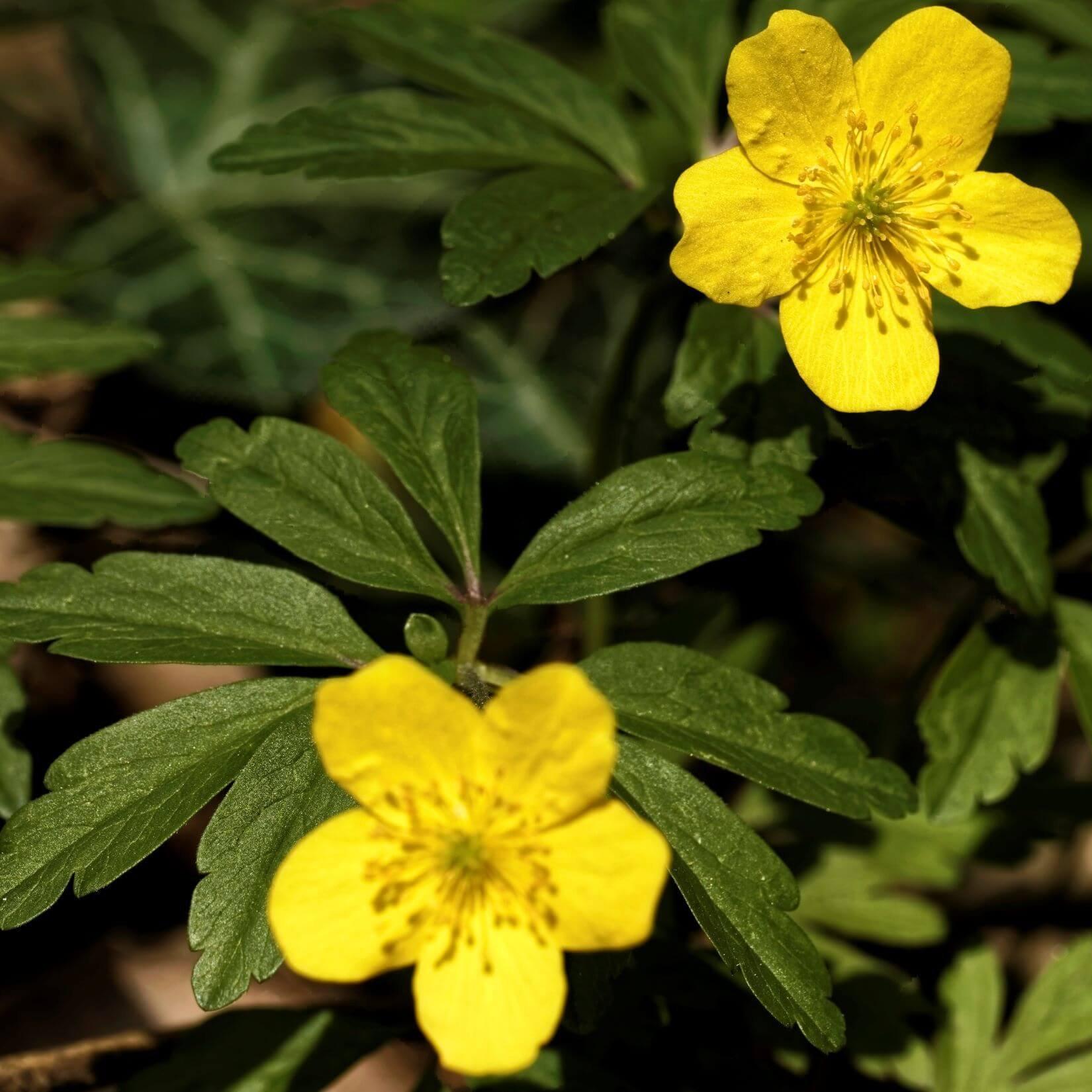 wood-anemone-yellow-flower