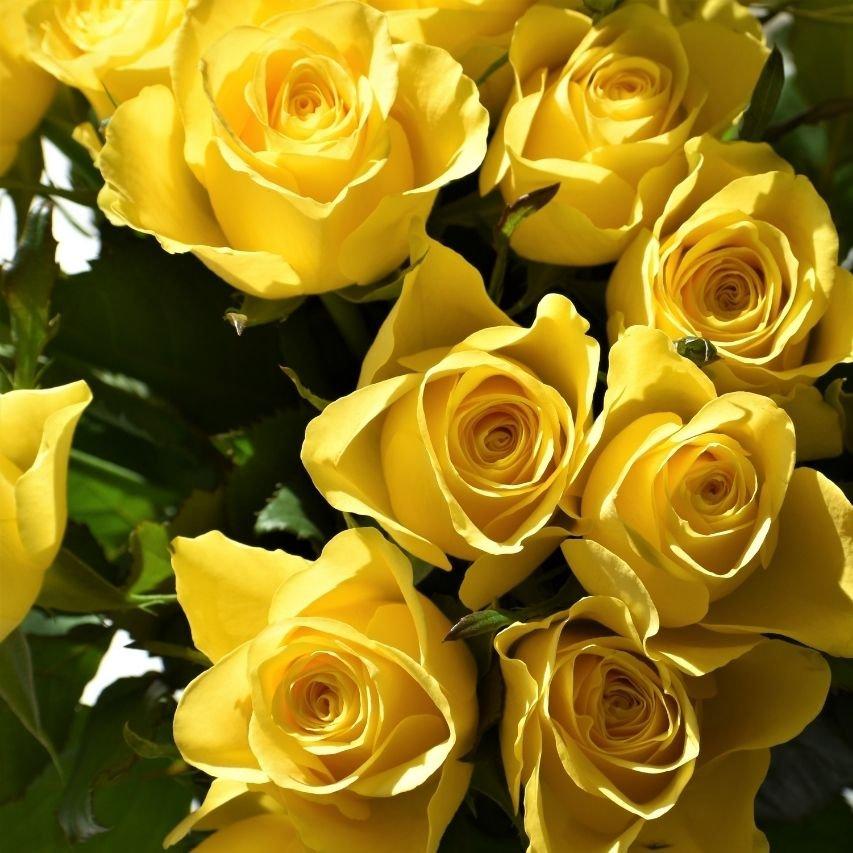 yellow-rose-flowers-bouquet